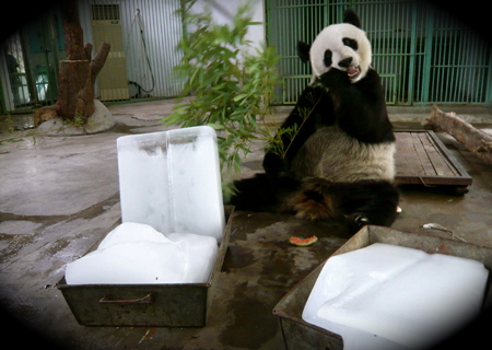Jinan Zoo helps their animals chill out