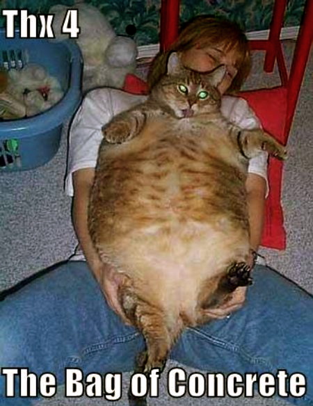 fat cat. Tinks the cat is one of